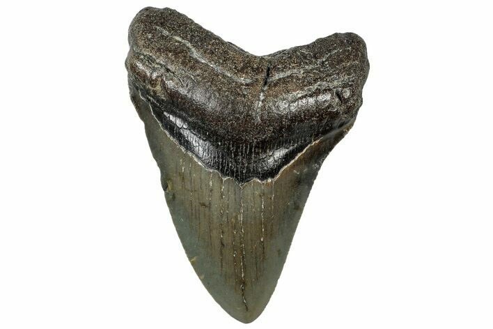 Serrated, Fossil Megalodon Tooth - North Carolina #307275